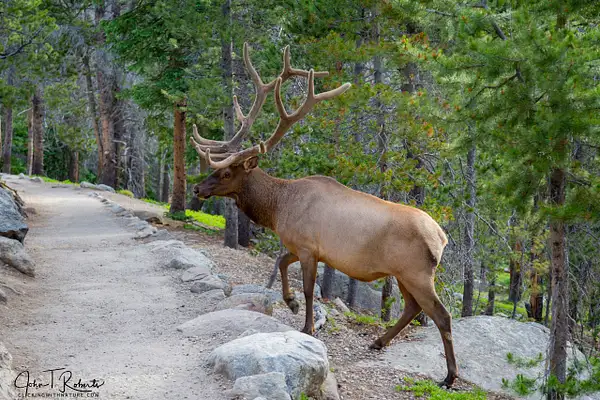 Crossing Paths with an Elk by John Roberts