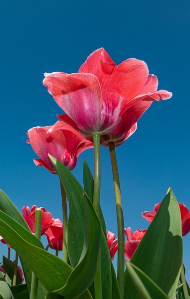 Pink Tulips - John Roberts - Clicking With Nature® 