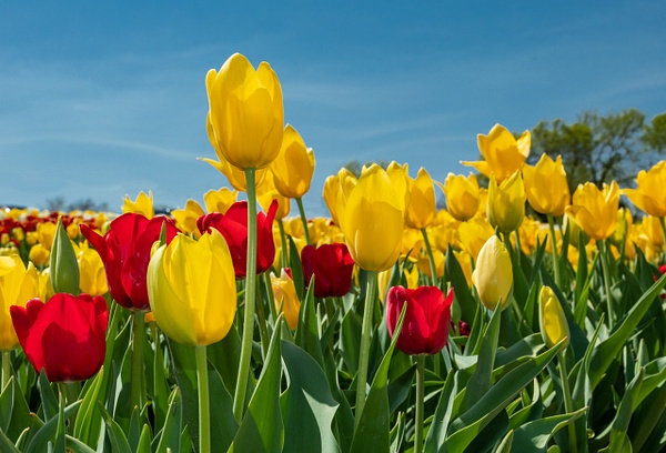 Colorful Tulips - John Roberts - Clicking With Nature® 