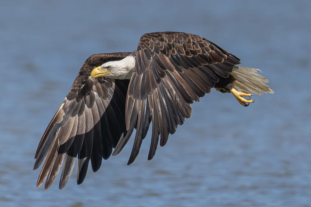 R52_6934-Nora Fly-By