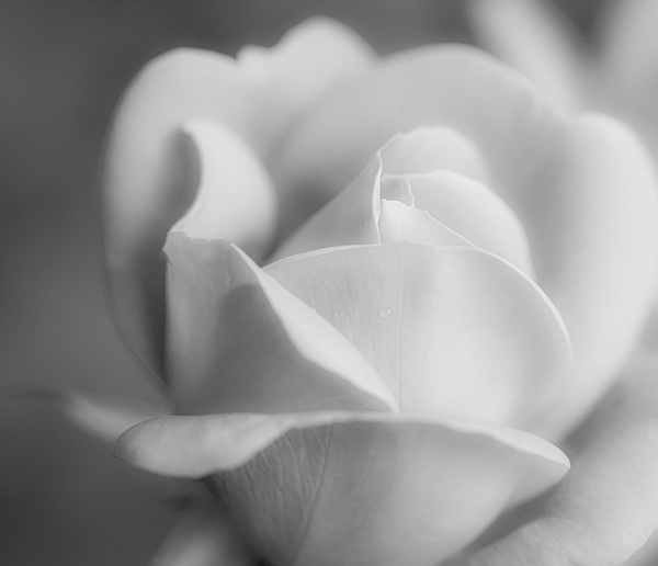 White Rose - Plants and Trees - McKinlay Photo 