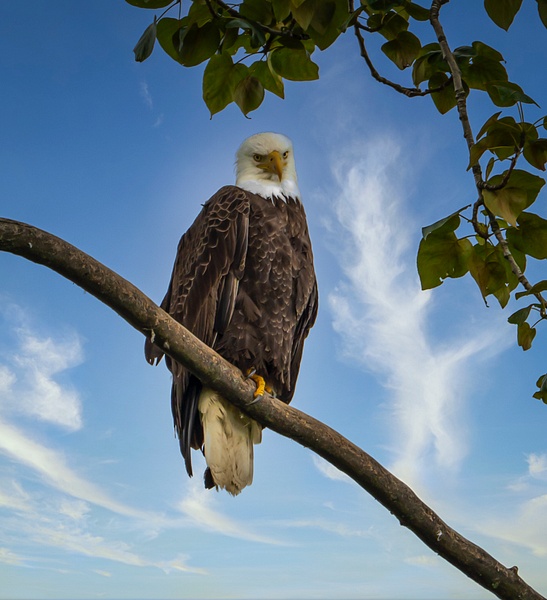 Eagle - Wildlife - McKinlay Photos