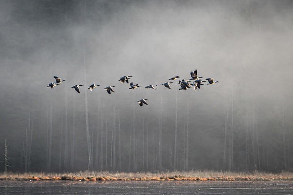 Flying Geese - McKinlayPhoto