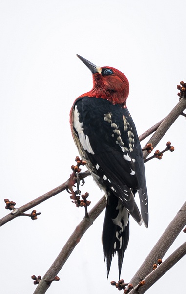 Red Breasted Sapsucker - Wildlife - McKinlay Photos