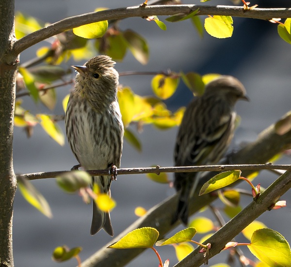 Sparrow - Wildlife - McKinlay Photos