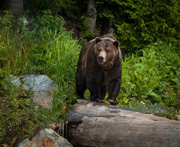 Grizzly Bear - McKinlayPhoto 