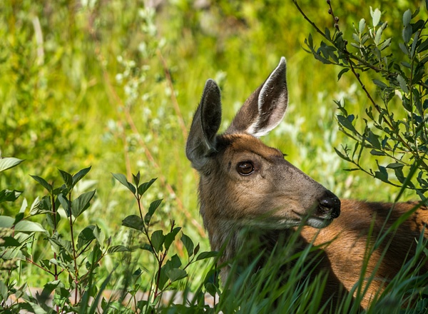 Deer - Wildlife - McKinlay Photos 