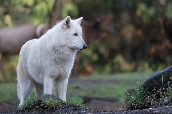 Gray Wolf - Wildlife - McKinlayPhoto