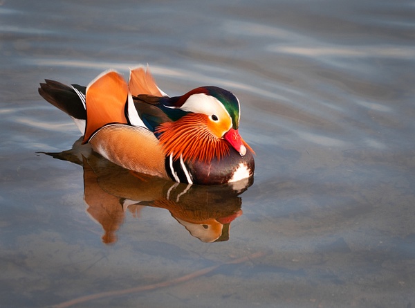 Mandarin Duck - Wildlife - McKinlay Photos 