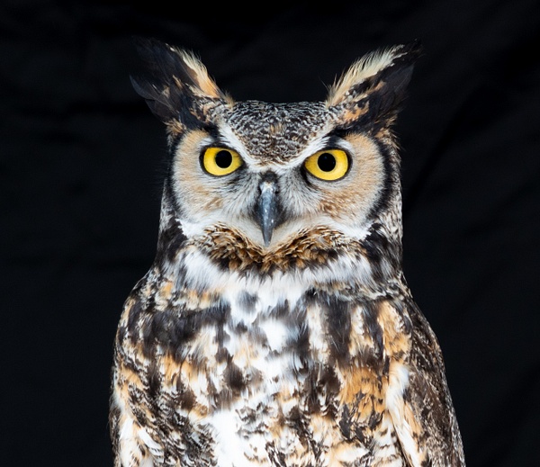 Owls-0736 - Wildlife - McKinlay Photos