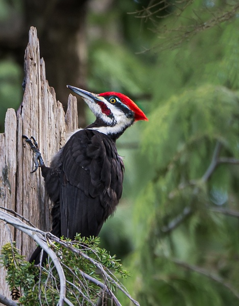 Pileated Woodpecker - McKinlayPhoto 