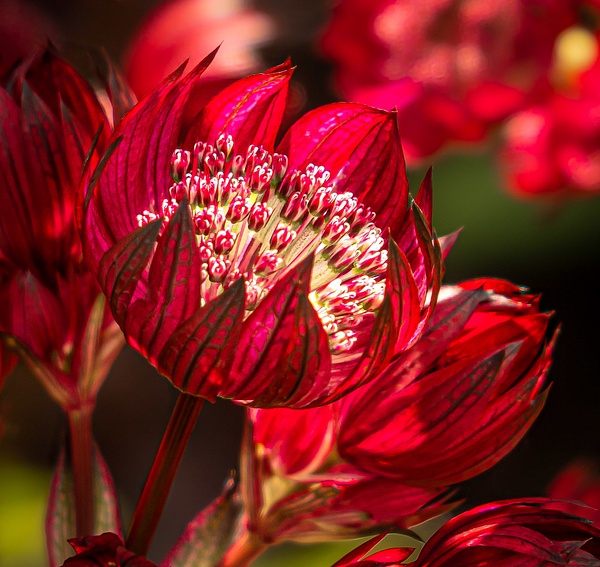 Beauty of a Flower - McKinlayPhoto