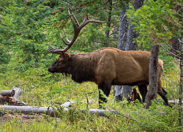 Elk - Wildlife - McKinlayPhoto