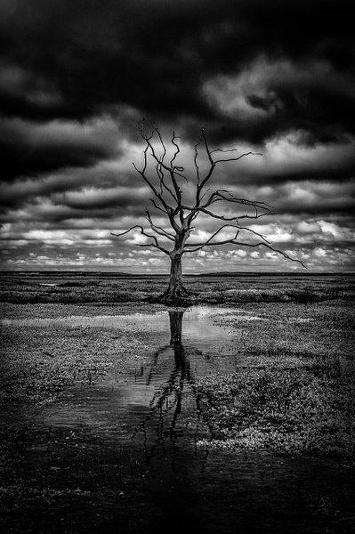 Sentinels of the Salt Marsh: Bossington in Infrared - Landscape - Andrew Newman Photography