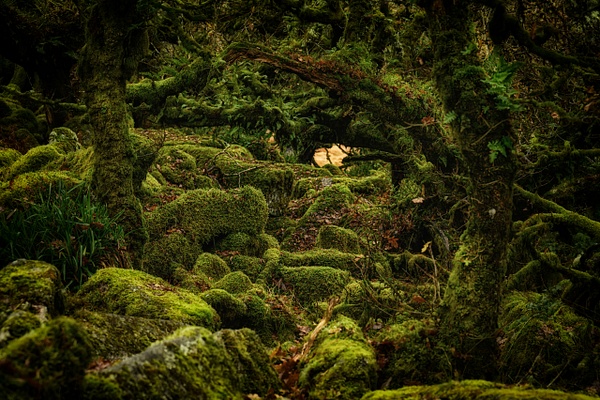 Wistman's Wood - Landscape - Andrew Newman Photography