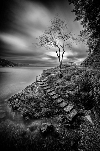 Tree on the Coast - Landscape - Andrew Newman Photography