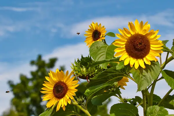 Sunflowers by Marty Welter