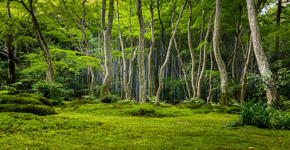 Solitude in Green
