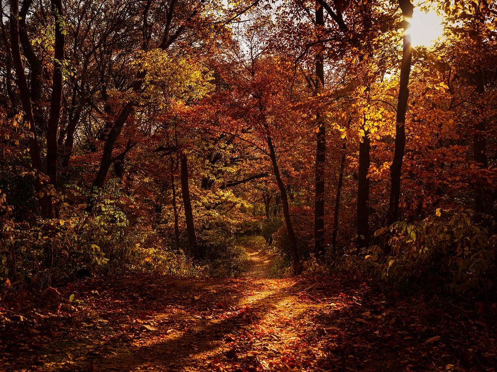 Autumn Trail