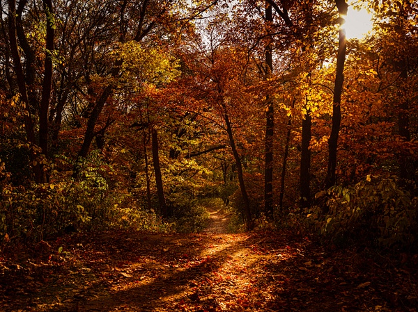 Autumn Trail - Mitch Keller Photography
