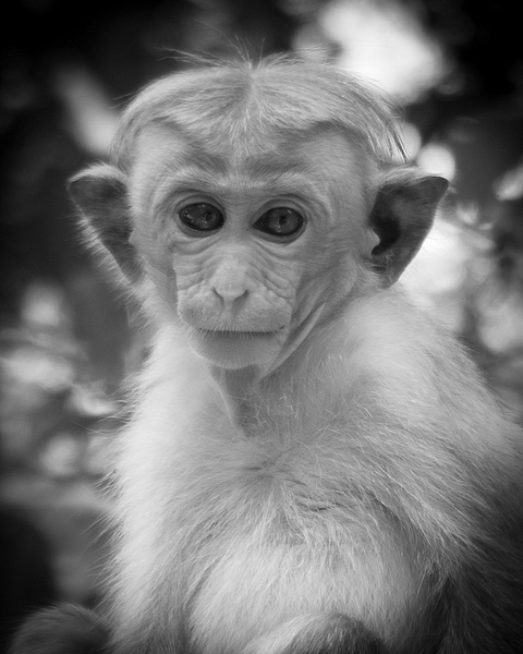 Baby Monkey - Mitch Keller Photography
