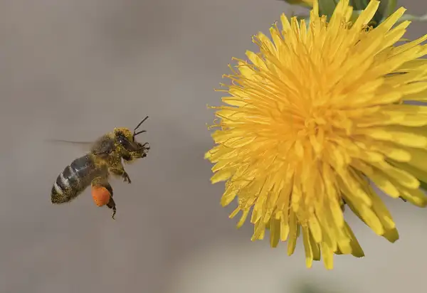 The bee and dandelion by Rainer Pedersen