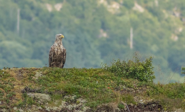 White tailed eagle-Havørn - Rainer Pedersen