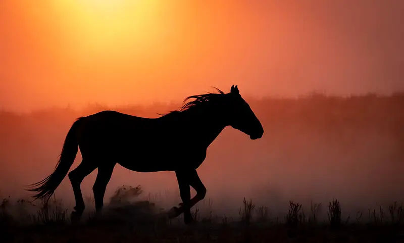 Wild Horse in Smoky Sunset Glow