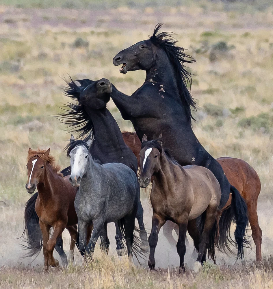 Vigorous Wild Horses Engaged in Playful Combat