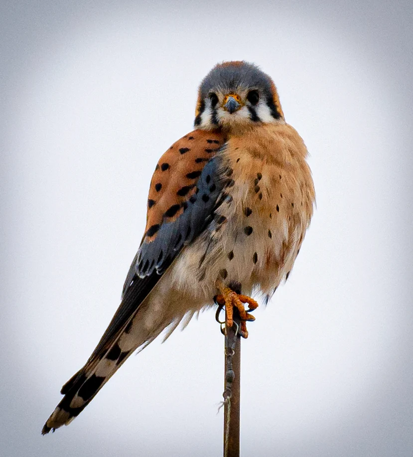 Vibrant Kestrel Perched in Observation