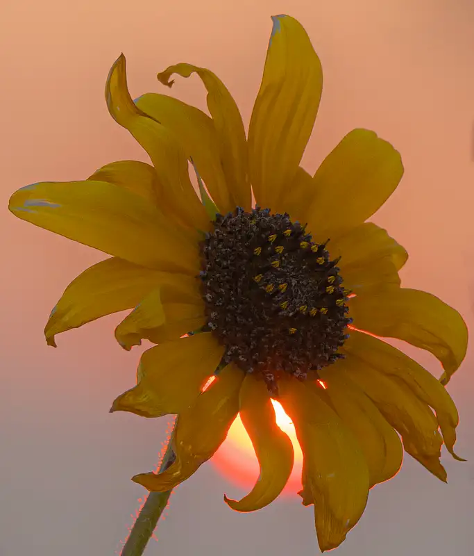 Golden Sunflower Illuminated by Sunset Radiance