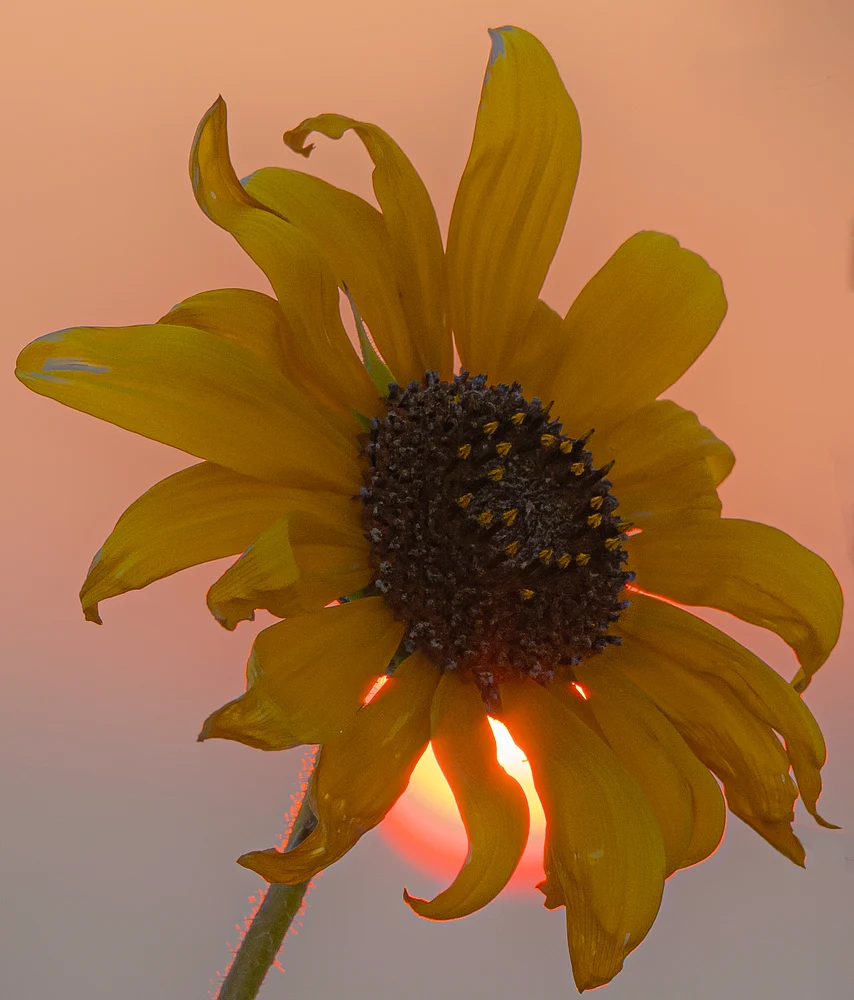 Golden Sunflower Illuminated by Sunset Radiance
