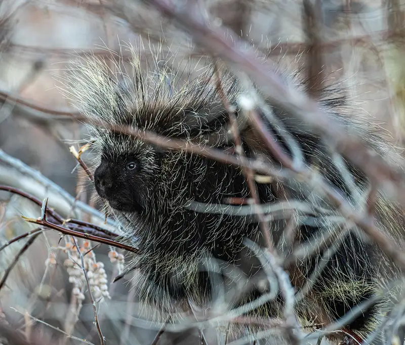Charming Porcupine Among Winter Berries