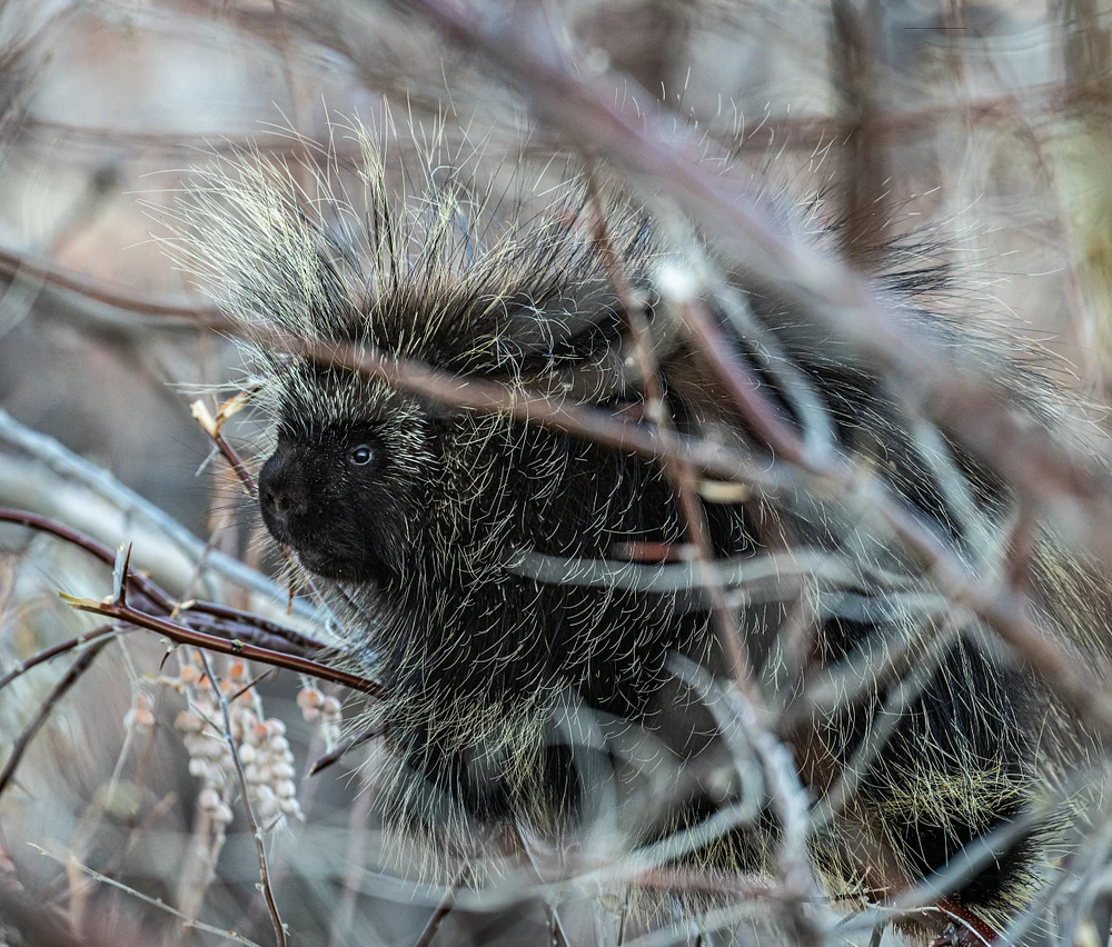 Charming Porcupine Among Winter Berries