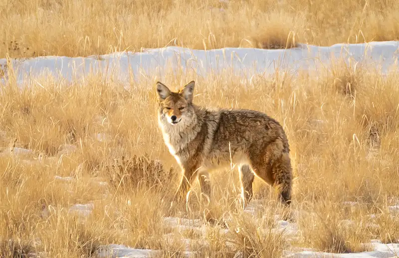 Coyote Staring in Golden Grasslands