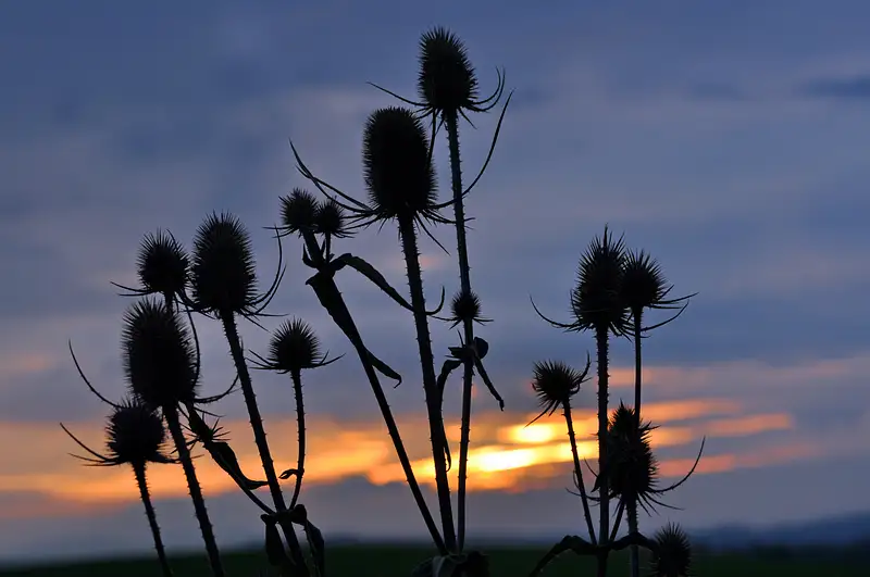 Silhouetted Thistles Against a Dusk Sky