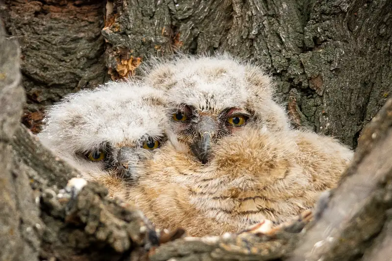 Charming Great Horned Owlets Nestled Together