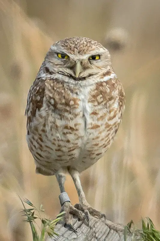 Alert Burrowing Owl in Natural Habitat