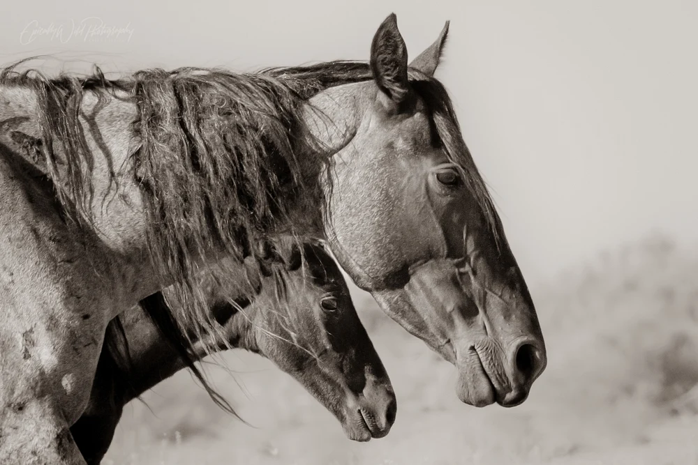 Intimate Equine Portrait in Monochrome