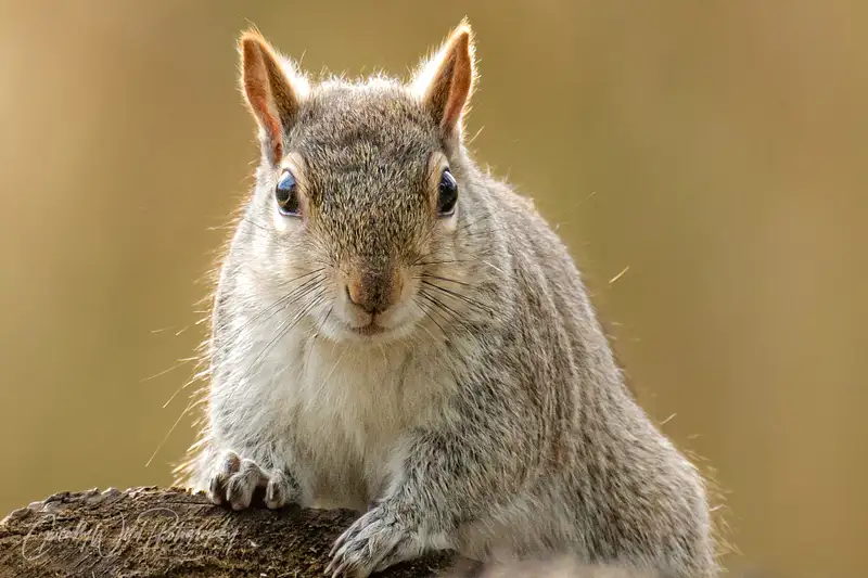 Charming Squirrel Portrait in Soft Light