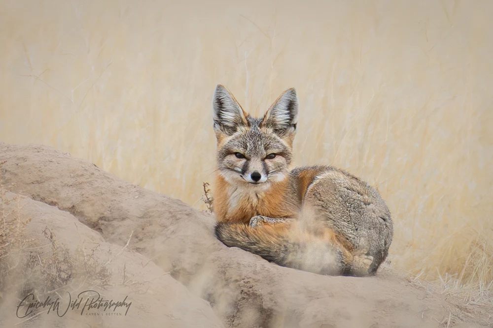 Elegant Fox Resting on a Rocky Outcrop