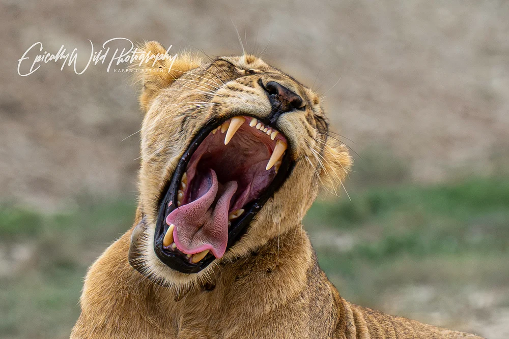 Close-up of a lioness yawning with her mouth wide open in a natural setting.