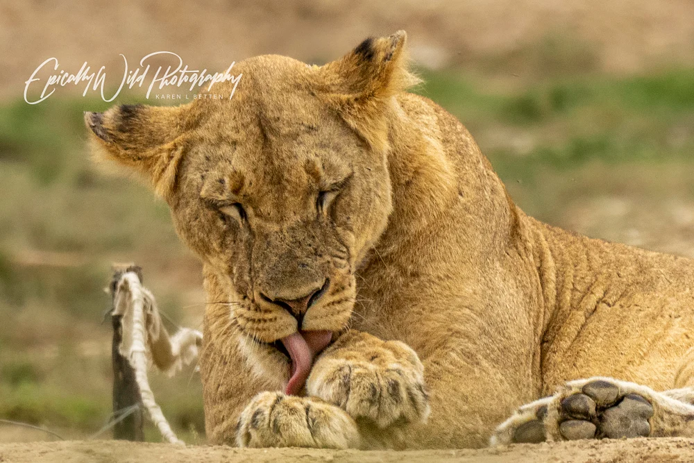 _DSC3531-1