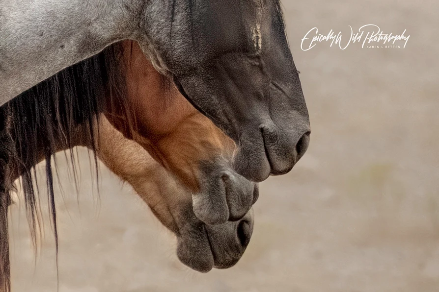 Elegant Equine Companionship in Close-Up