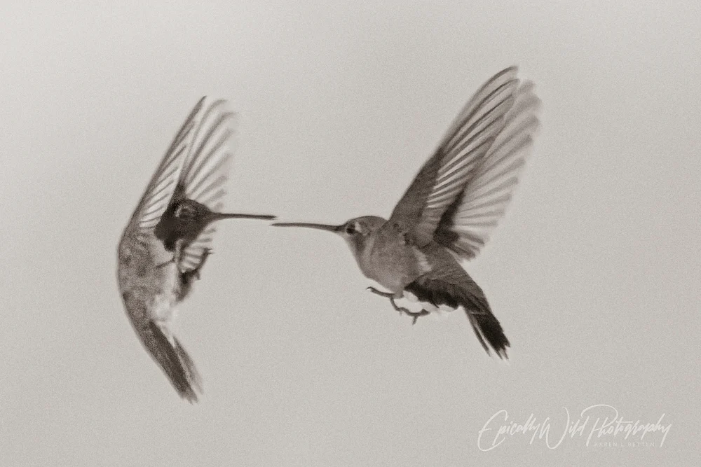 Graceful Hummingbirds in Mid-Flight Interaction