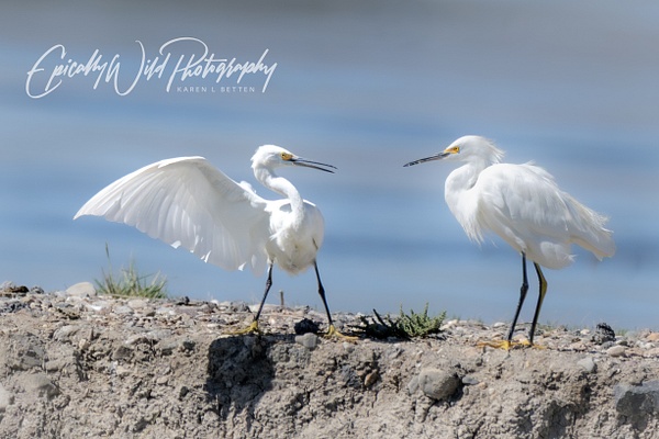 _DSC0173 - Wildlife - Epically Wild Photography