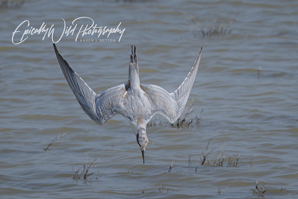 _DSC1340 - Wildlife - Epically Wild Photography