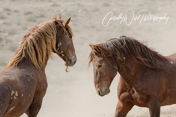 _DSC2269 - Wildlife - Epically Wild Photography