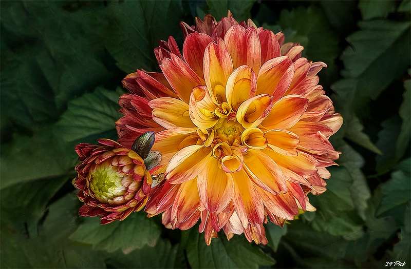 Yellow and Red Dahlia