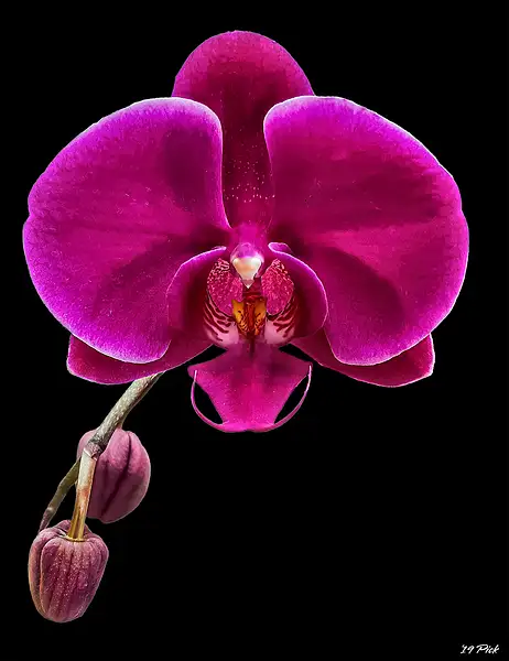 Pink Moth Orchid by TomPickering
